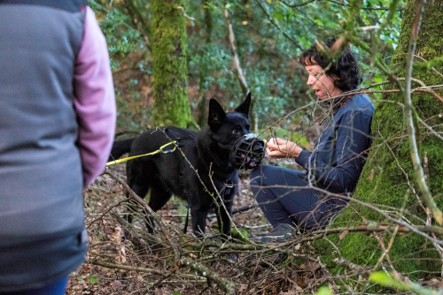chien dans une forêt à côté d'un humain assis au pied d'un arbre