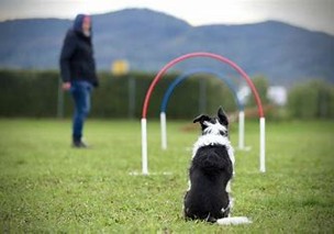 chien attendant devant un parcours hoopers