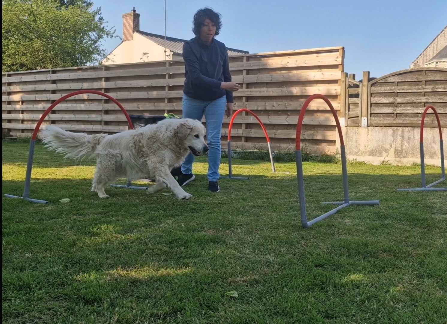 chien passant sous des cerceaux dirigé par son maître