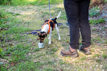 chien qui renifle un bocal