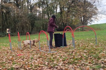 chien courant dans un tunnel de cerceaux